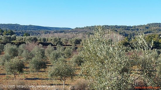 Finca en venta en Mazaleón (Teruel)