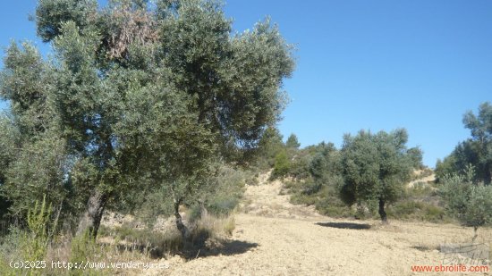 Finca en venta en Calaceite (Teruel)