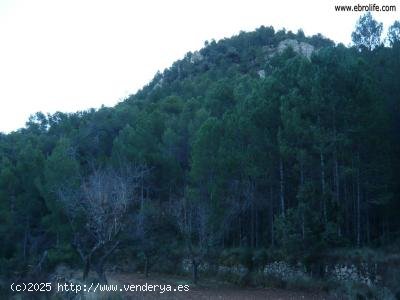 Finca en venta en Fuentespalda (Teruel)