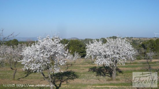 Finca en venta en Caseres (Tarragona)