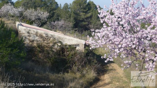 Finca en venta en Caseres (Tarragona)