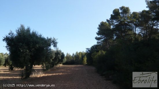 Finca en venta en Arens de Lledó (Teruel)