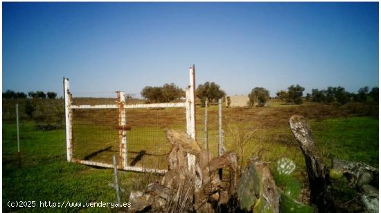  FINCA RÚSTICA DE 5,82 HECTÁREAS EN CONCESIÓN ADMINISTRATIVA EN ALMONTE (HUELVA) - HUELVA 