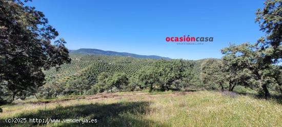  OLIVAR CON CORTIJO EN POZOBLANCO - CORDOBA 