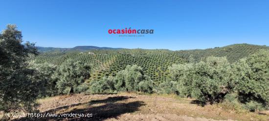 OLIVAR CON CORTIJO EN POZOBLANCO - CORDOBA