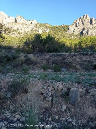  TERRENO RUSTICO CON ALMENDROS 597 metros - ALICANTE 