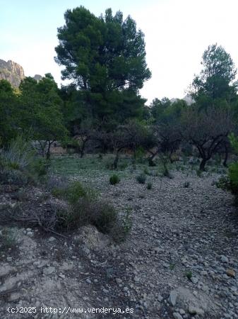 TERRENO RUSTICO CON ALMENDROS 597 metros - ALICANTE