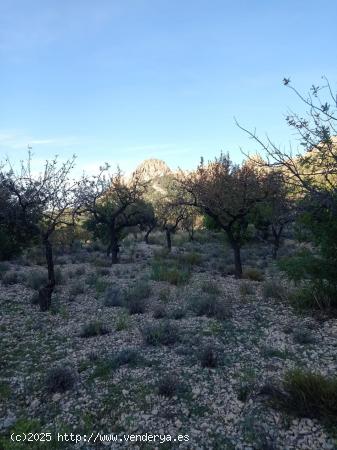 TERRENO RUSTICO CON ALMENDROS 597 metros - ALICANTE