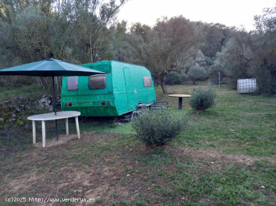  OPORTUNIDAD FINCA DE REGADIO PLANTADA DE OLIVOS ARBEQUINOS EN ASCO - TARRAGONA 