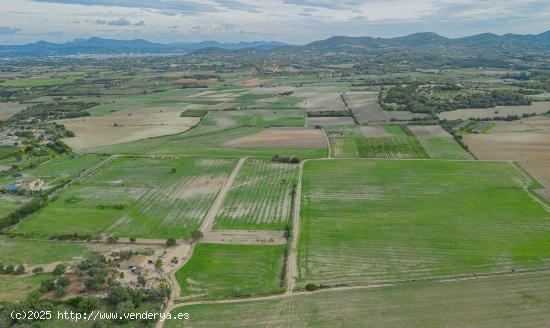 Gran terreno edificable en las afueras de Manacor - BALEARES