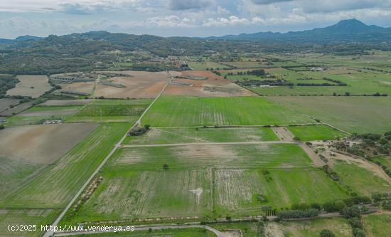 Gran terreno edificable en las afueras de Manacor - BALEARES