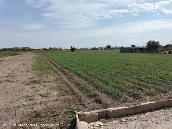 TIERRA DE CULTIVO EN  EL SALAR COX - ALICANTE