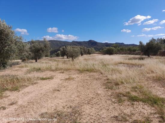 OCASION FINCA RUSTICA `LANTADA DE OLIVOS EN LA TORRE DE L´ESPANYOL - TARRAGONA