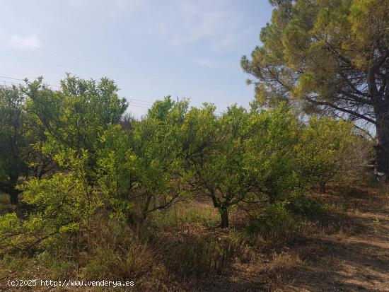 FINCA EN LA GALERA CON AGUA Y CASA DE  15m2 - TARRAGONA