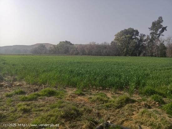 FINCA AGRÍCOLA EN ENCINAREJO!!!!!! - CORDOBA