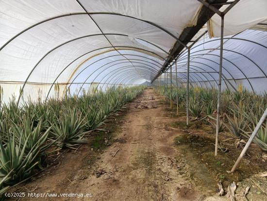 FINCA AGRÍCOLA EN ENCINAREJO!!!!!! - CORDOBA