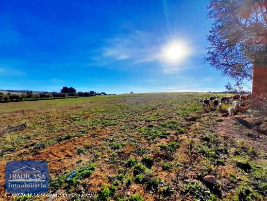 FINCA RUSTICA  DE 34.619M² EN ARCOS DE LA FRONTERA - CADIZ