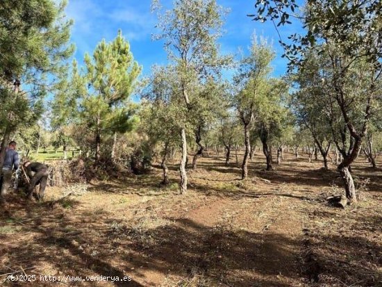 Finca en venta en Valencia de Alcántara (Cáceres)