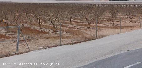  Finca con Nave en Aspe - ALICANTE 