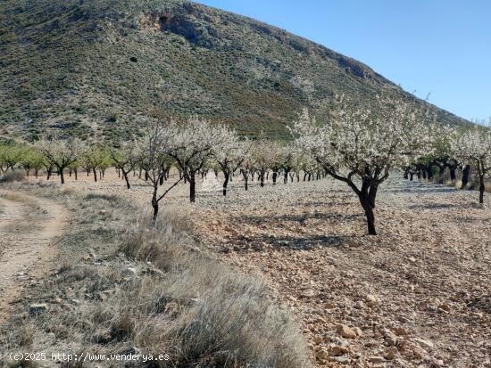 SE VENDE PARCELA CON PRODUCCION DE ALMENDROS AL LADO DEL PUEBLO DE BARBARROJA - ALICANTE