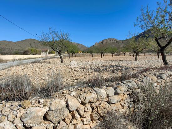 SE VENDE PARCELA CON PRODUCCION DE ALMENDROS AL LADO DEL PUEBLO DE BARBARROJA - ALICANTE