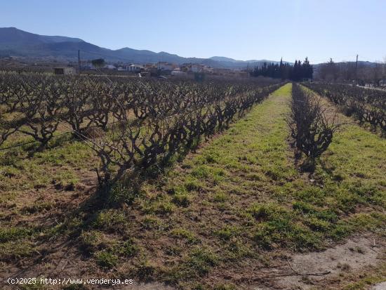  OPORTUNIDAD FINCA RUSTICA PLANTADA DE VIÑA AL LADO DEL NUCLEO DE GINESTAR - TARRAGONA 