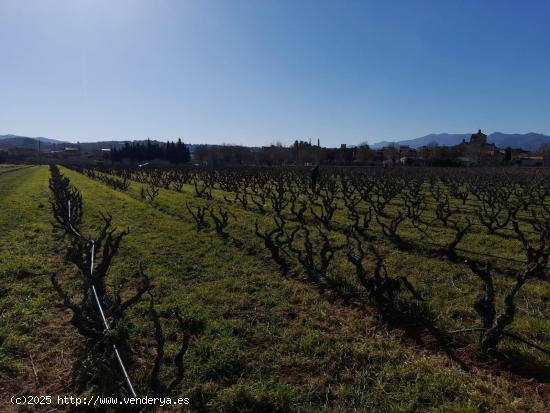 OPORTUNIDAD FINCA RUSTICA PLANTADA DE VIÑA AL LADO DEL NUCLEO DE GINESTAR - TARRAGONA