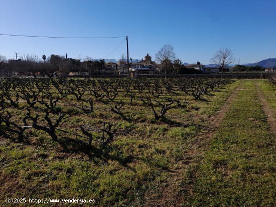 OPORTUNIDAD FINCA RUSTICA PLANTADA DE VIÑA AL LADO DEL NUCLEO DE GINESTAR - TARRAGONA