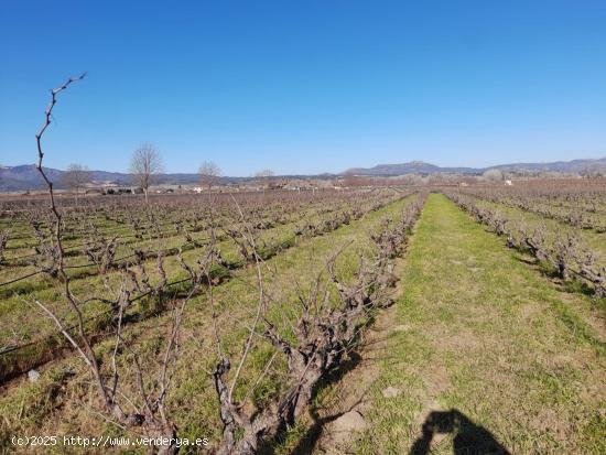 OPORTUNIDAD FINCA RUSTICA PLANTADA DE VIÑA AL LADO DEL NUCLEO DE GINESTAR - TARRAGONA