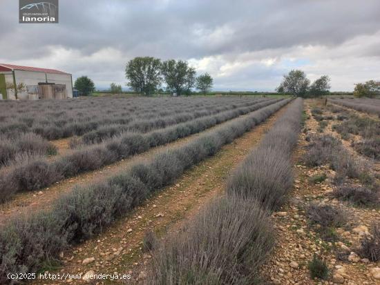 Grupo la Noria Vende parcela rústica  de 4300m en zona Urbanización Riachuelos. - ALBACETE