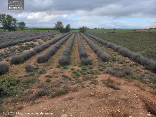 Grupo la Noria Vende parcela rústica  de 4300m en zona Urbanización Riachuelos. - ALBACETE