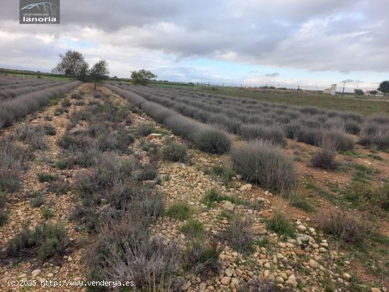 Grupo la Noria Vende parcela rústica  de 4300m en zona Urbanización Riachuelos. - ALBACETE