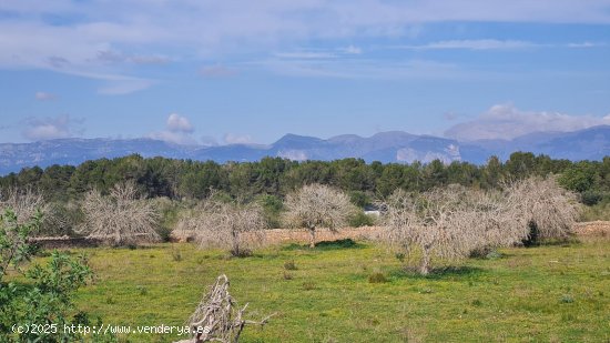 Solar en venta en Algaida (Baleares)