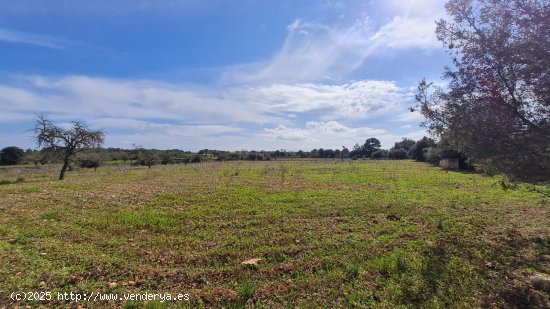  Solar en venta en Algaida (Baleares) 