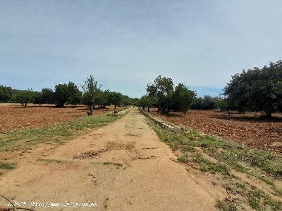 Bonita finca con varias construcciones - BALEARES