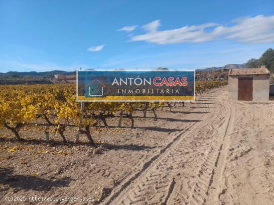 Terreno en Novelda / 4800m2 / Agua de riego - ALICANTE