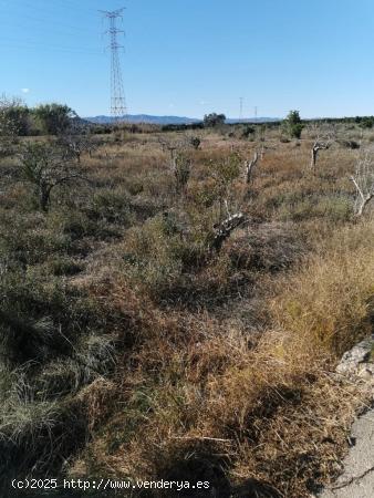  Terreno rustico de 8 hanegadas - VALENCIA 