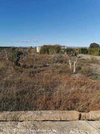 Terreno rustico de 8 hanegadas - VALENCIA