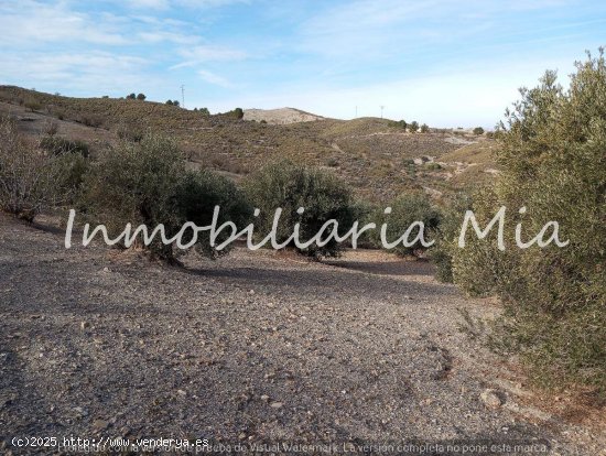 ESTUPENDA FINCA DE ALMENDROS Y OLIVOS EN VENTA LORCA