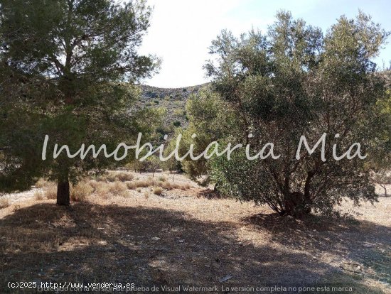 ESTUPENDA FINCA DE ALMENDROS Y OLIVOS EN VENTA LORCA