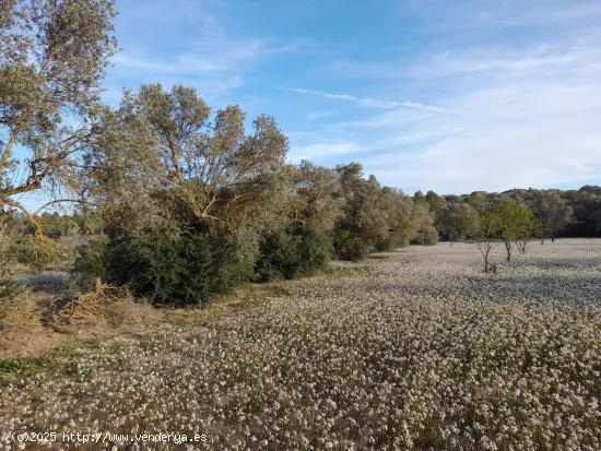  OCASION FI8NCA RUSTICA DE 0,6 HAS CON CAMINO ASFALTADO CERCA DE ASCO - TARRAGONA 