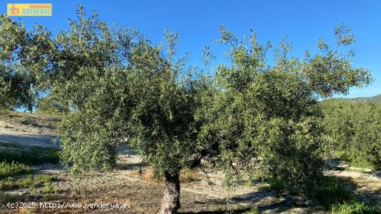 Olivar en muy buena ubicación - CORDOBA