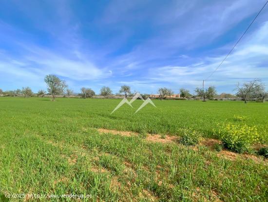 Terreno de 22.216 m2 con proyecto de vivienda en Campos - BALEARES