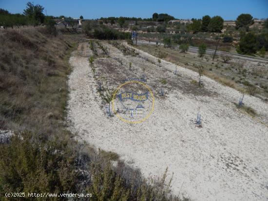 TERRENO EN PRODUCCIÓN CON PEQUEÑA CONSTRUCCIÓN EN PALOMAR(VALENCIA) - VALENCIA