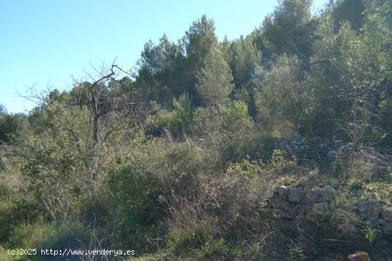 Parcela en venta en Jalón (Alicante)