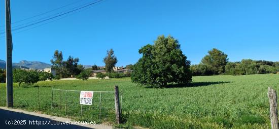 SOLAR RÚSTICO AGRARIO EN BÚGER - MALLORCA. - BALEARES