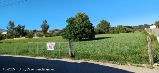 SOLAR RÚSTICO AGRARIO EN BÚGER - MALLORCA. - BALEARES