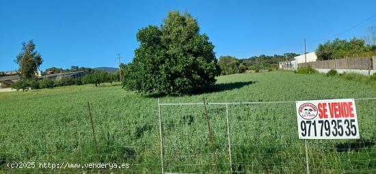 SOLAR RÚSTICO AGRARIO EN BÚGER - MALLORCA. - BALEARES