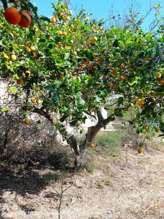 Finca con casa cerca del pueblo - BALEARES