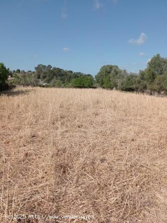 Finca con casa cerca del pueblo - BALEARES